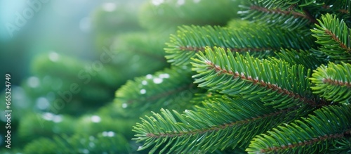 Christmas tree branches on a natural background.