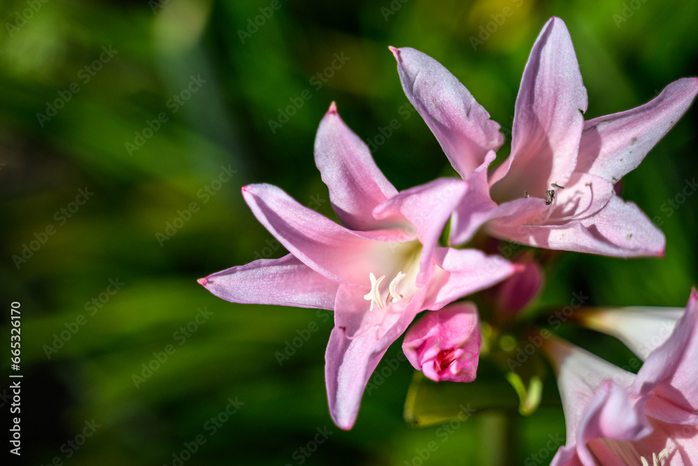 Closeup of a pale pink lily, amaryllidaceae, blooming in a sunny fall garden
