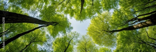 Looking up at the green tops of trees.