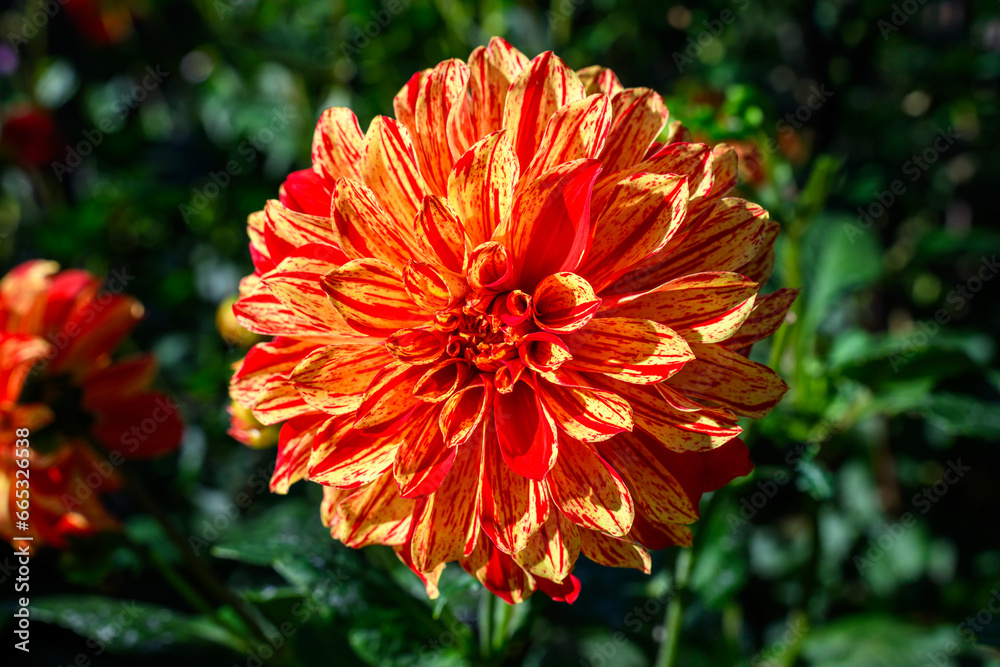 Φωτογραφία Closeup of a dahlia with variegated red and yellow petals blooming in a sunny fa