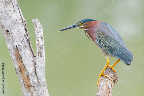 Green Heron