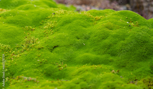 macro detail of a fine ground cover of moss © David