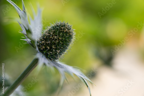 macro detail of a Miss Wilmot's ghost flower (Eryngium giganteum) photo