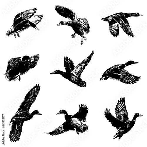 collection of mallard duck illustration vector photo