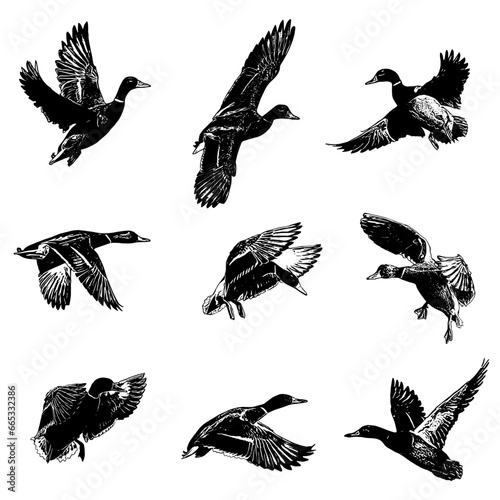 set of silhouettes of mallard duck illustration vector photo