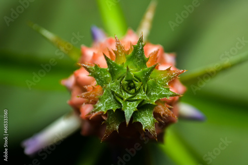 macro of a red and green flower