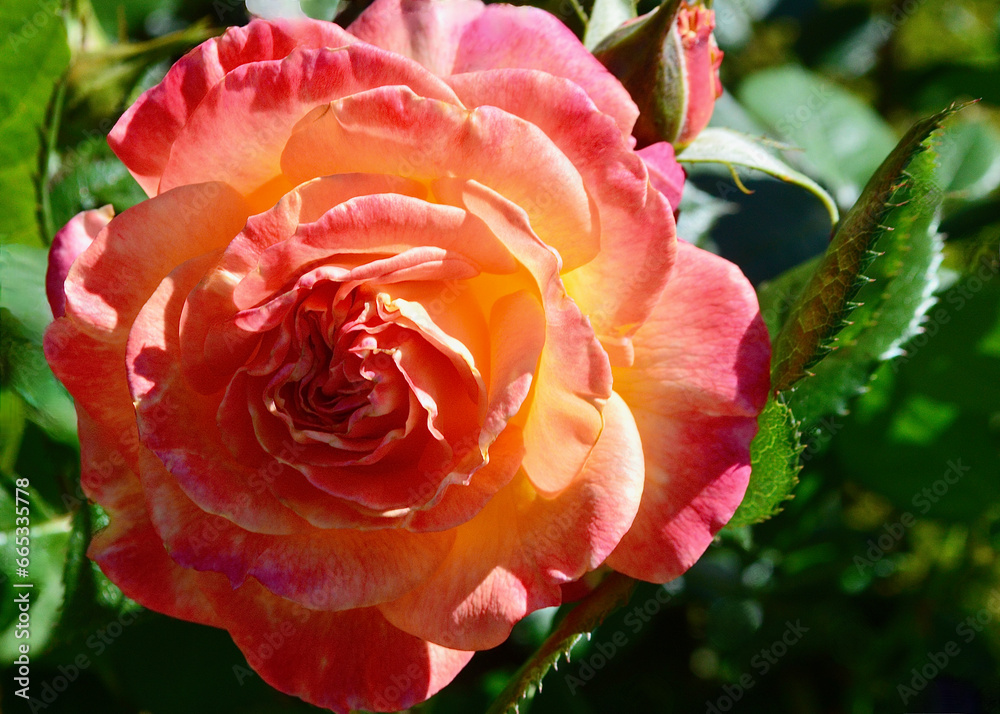 A closeup of a beautiful rose at spring time A closeup of a beautiful rose at spring time