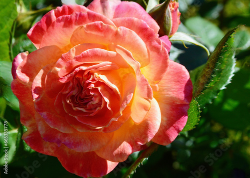 Canvas Print A closeup of a beautiful rose at spring time
