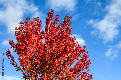 Fall color, maple tree with red leaves against a sunny blue sky background 