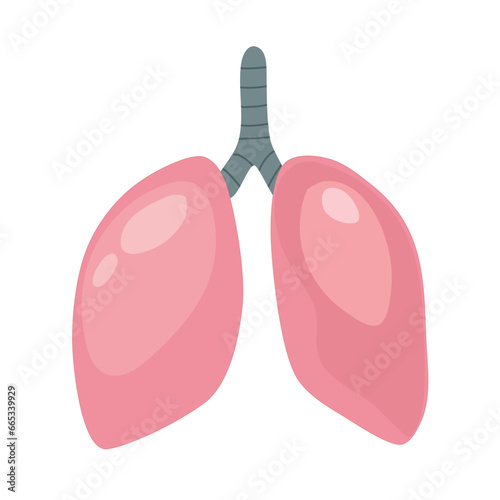 Human Lungs Illustration: Respiratory System Anatomy