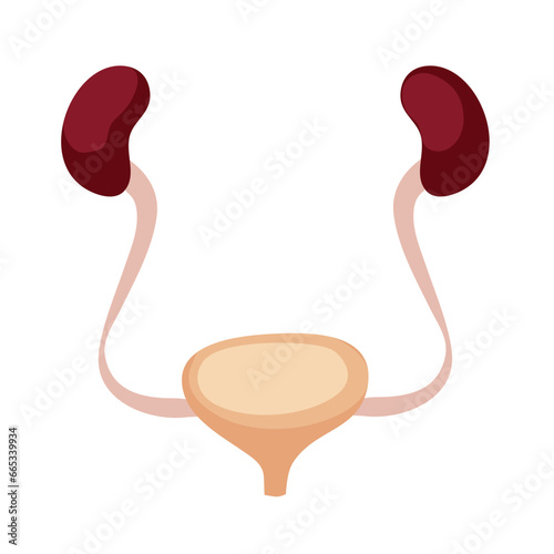 Human Urinary System: Kidneys, Ureters, and Bladder Illustration