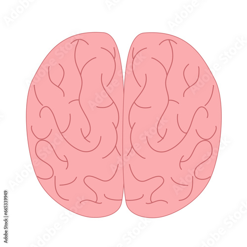 Simplified Brain Illustration: Cerebral Hemispheres
