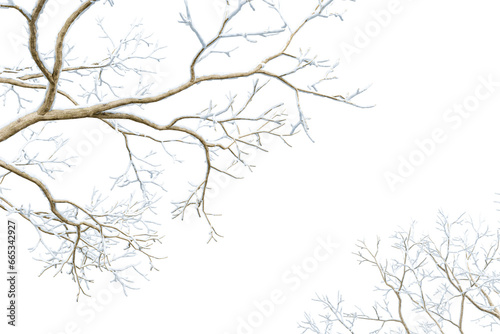 Isolated branches of a snow tree on white background 