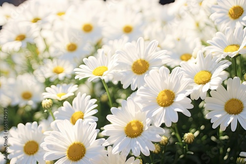 White daisy flowers.