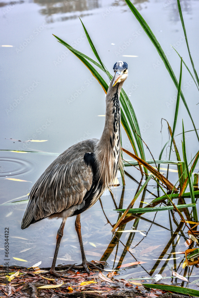 Grey heron stays at lakeshore in Capstone farm country park, Kent