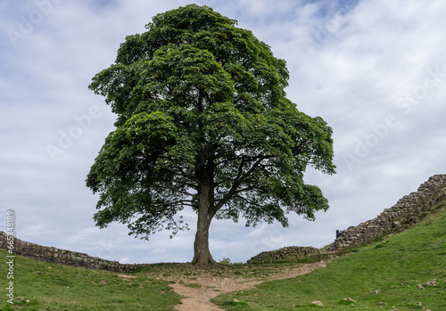 the tree at Sycamore Gap at Hardian's Wall near Housesteads, Northumberland, UK