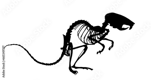 The silhouette of mouse skeleton. 