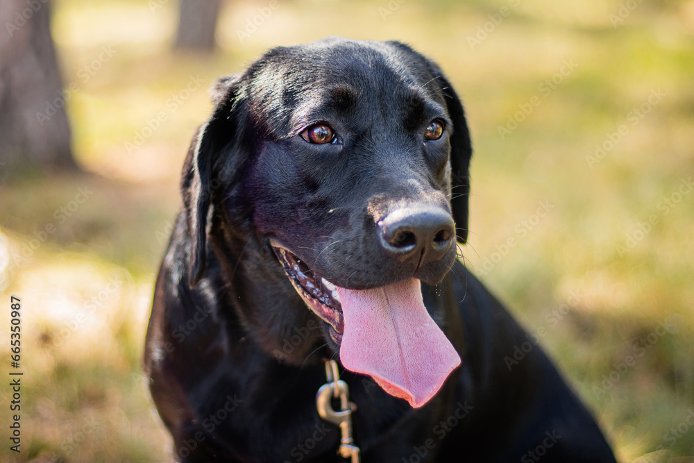 Portrait of a black Labrador dog sitting against the background of the park.