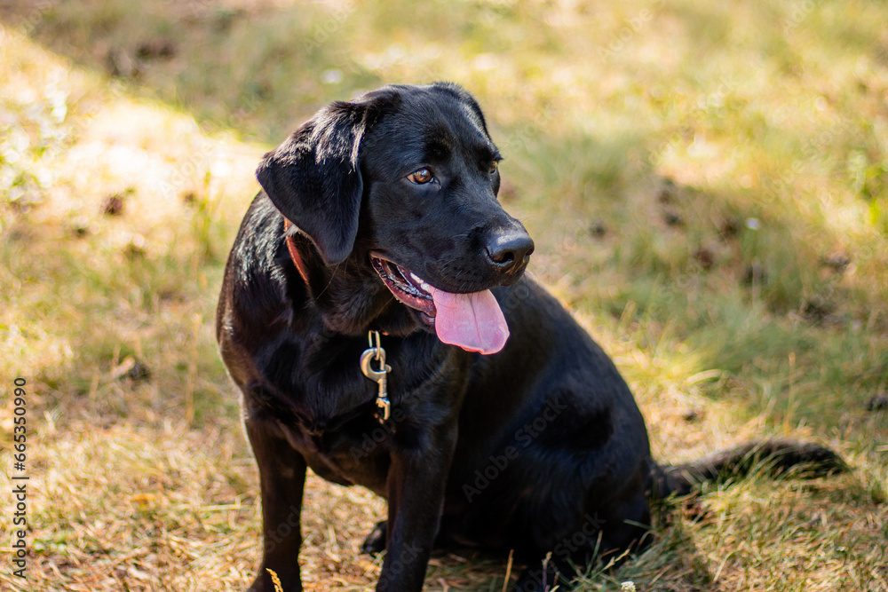 Portrait of a black Labrador dog sitting against the background of the park.