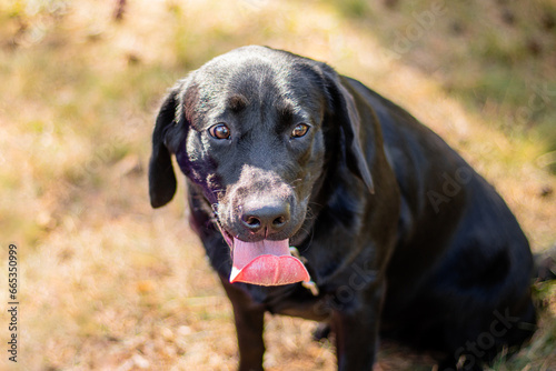 Wallpaper Mural Portrait of a black Labrador dog sitting against the background of the park. Torontodigital.ca