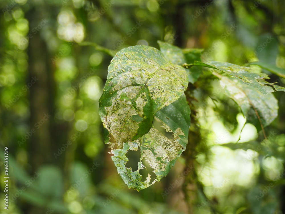 Trees in the Rainforest