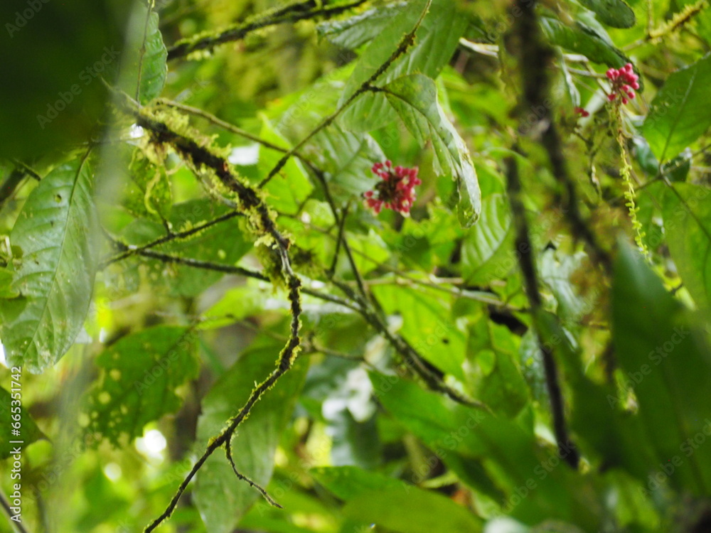 Trees in the Rainforest Trees in the Rainforest