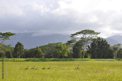 Fototapeta Naklejka Na Ścianę i Meble -  Kauai Meadow Geese