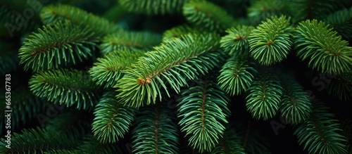 Christmas tree branches on a natural background.