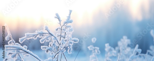 Frozen snowy grass, winter natural abstract background. beautiful winter landscape. © MdHafizur