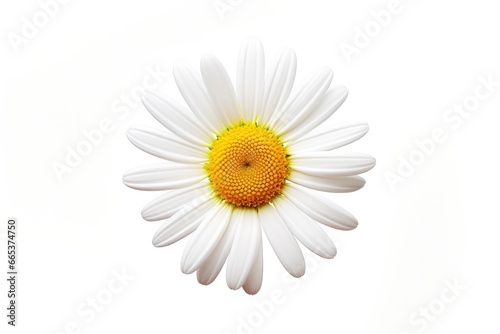 Common daisy isolated on white background. © MdHafizur