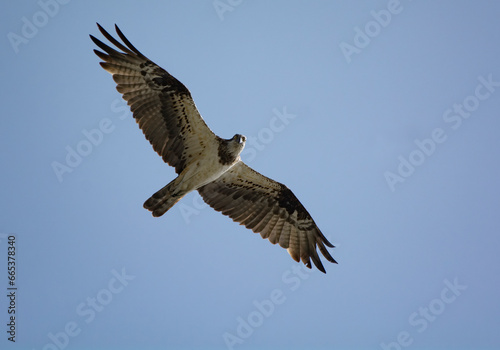 osprey in flight