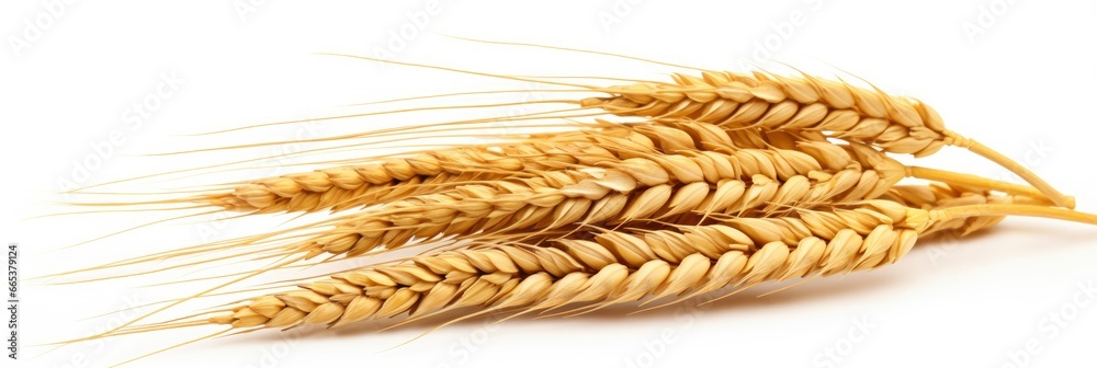 Wheat ears isolated on white background. Wheat ears isolated on white background.