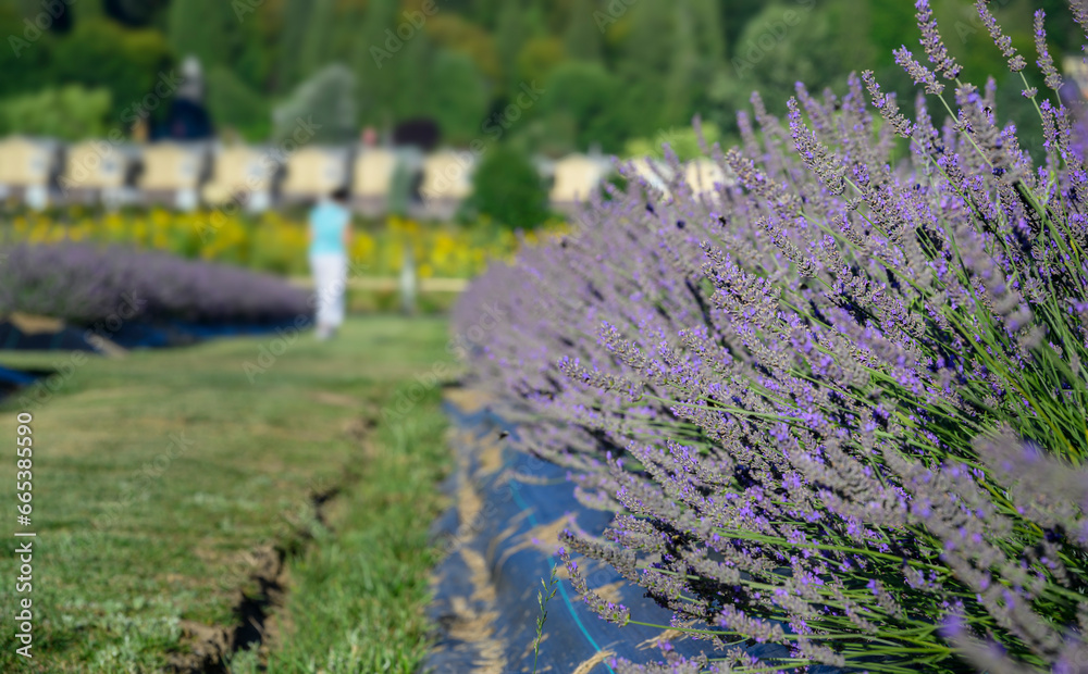 Obraz premium Unrecognizable woman walking in the blooming lavender field.