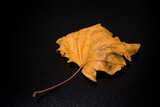 jesienny liść na czarnym tle