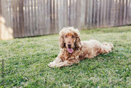 Happy Golden Cocker Spaniel Dog Playful Outside