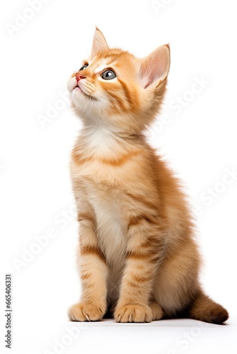 Playful funny kitten looking up isolated on a white background. © MdHafizur
