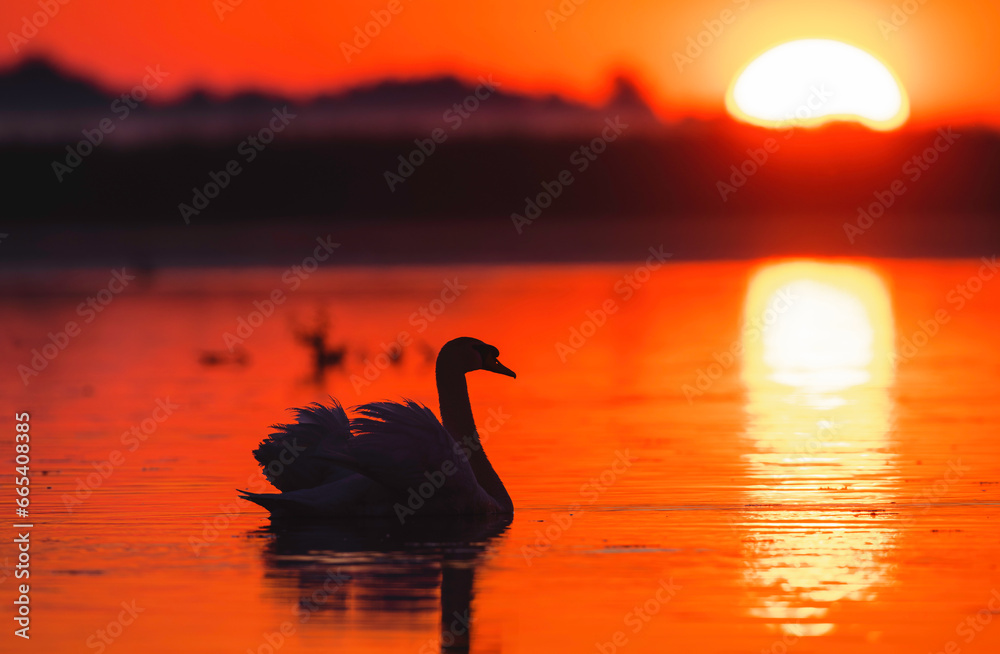 Fototapeta premium Wild life birds photography a graceful swan swimming in a golden sunset in Danube Delta Romania