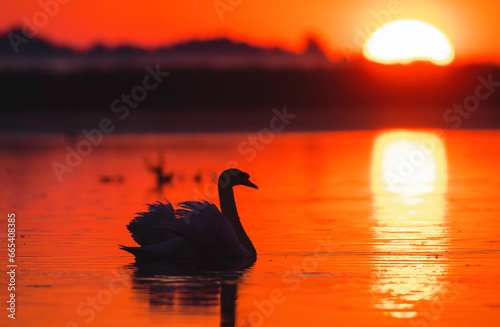 Wild life birds photography a graceful swan swimming in a golden sunset in Danube Delta Romania