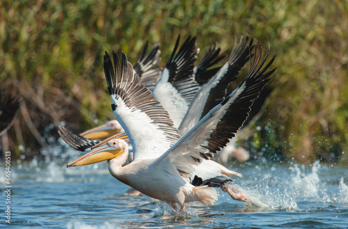 Wild life birds photography a flock of pelicans gracefully gliding over a serene body of water in Danube Delta Romania