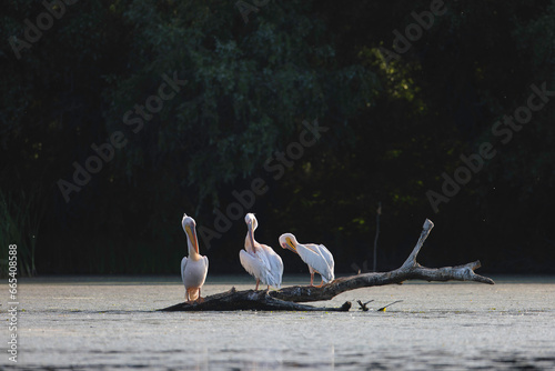 Wild life birds photography a group of pelicans perched on a log in a serene water ecosystem in Danube Delta Romania photo