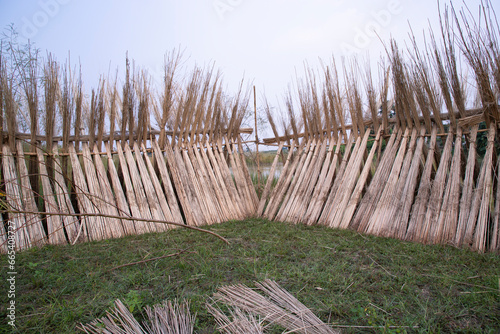 Many Jute sticks are stacked for sun drying at Sadarpur, Faridpur, Bangladesh. One and only Jute cultivation is in Faridpur, Bangladesh photo