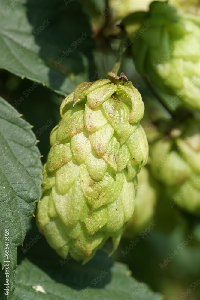 Closeup on a seed cone of the climbing common hop or hemp, Humulus lupulus in the garden Closeup on a seed cone of the climbing common hop or hemp, Humulus lupulus in the garden