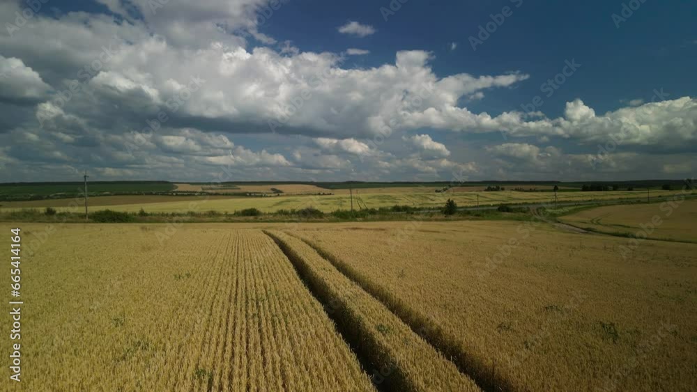 Wheat field aerial view in Ukraine Wheat field aerial view in Ukraine