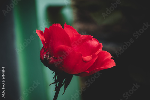 single red rose