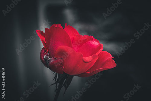 single red rose