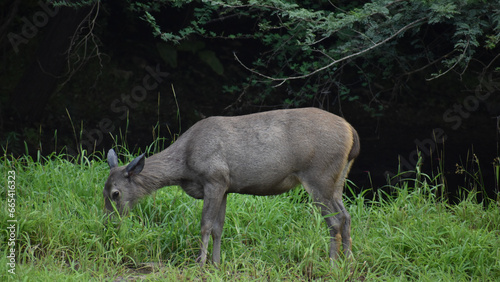 deer in the woods