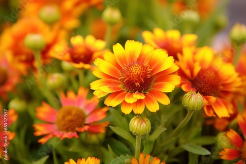 Gaillardia or Blanket Flower. Bright and Colorful Shades of Warm Tones.