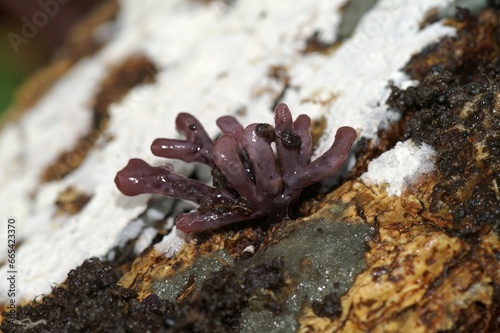 Closeup on a small purple jellydisc fungus, Ascocoryne sarcoides photo