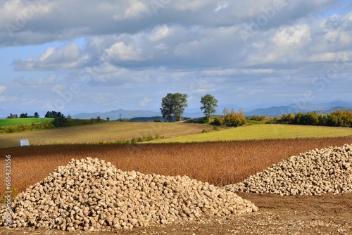 北海道の収穫風景
