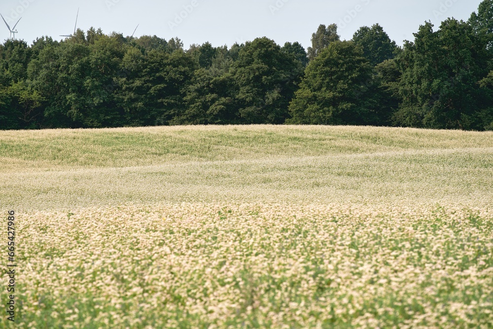 Buckwheat flower on the field. Vibrant Buckwheat Blossoms in the Countryside Landscape. A Panoramic View of a Flourishing Summer Buckwheat Field. Buckwheat flower on the field. Vibrant Buckwheat Blossoms in the Countryside Landscape. A Panoramic View of a Flourishing Summer Buckwheat Field.